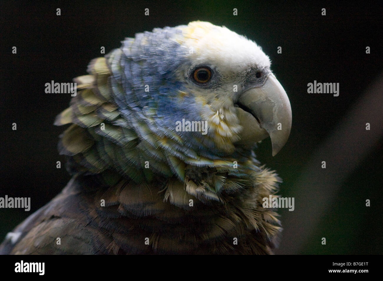 Ruffled feathers hi-res stock photography and images - Alamy
