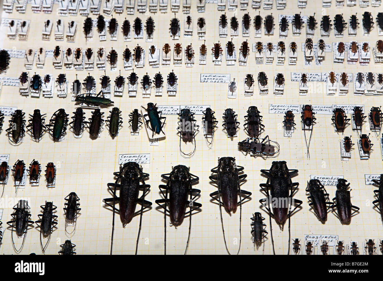 Beetle collection in museum display Germany Stock Photo