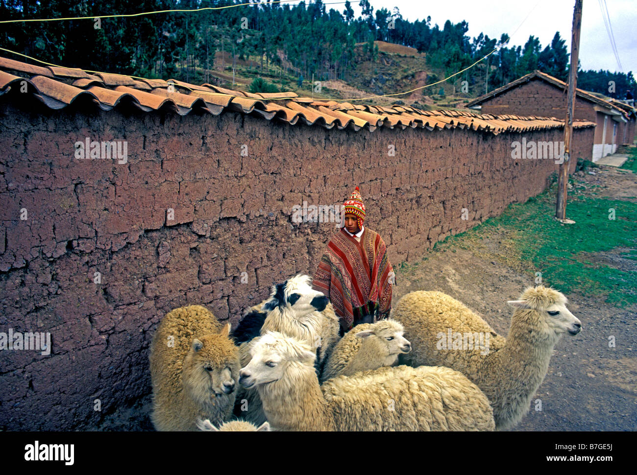 1, one, Quechua Indian boy, Quechua Indian, boy with alpaca, boy