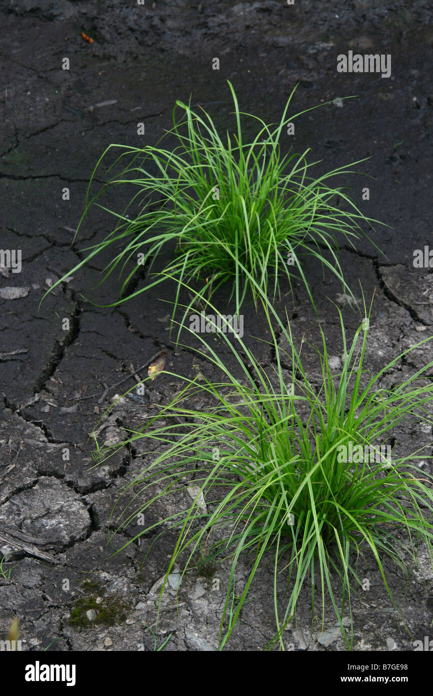 grass growing in dried mud Stock Photo Alamy