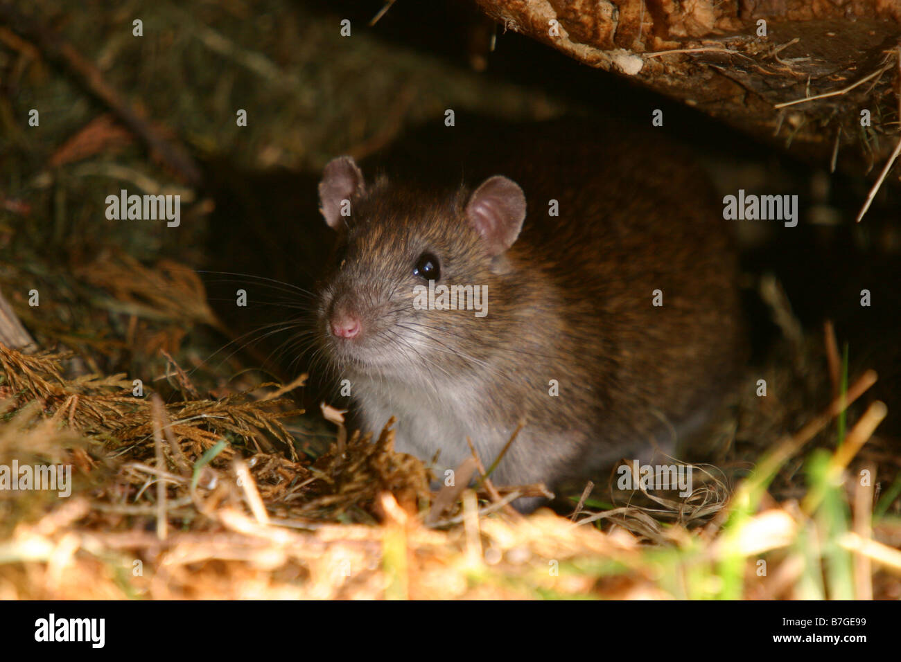 brown common rat rattus norvegicus hiding under wood pile in domestic garden Stock Photo