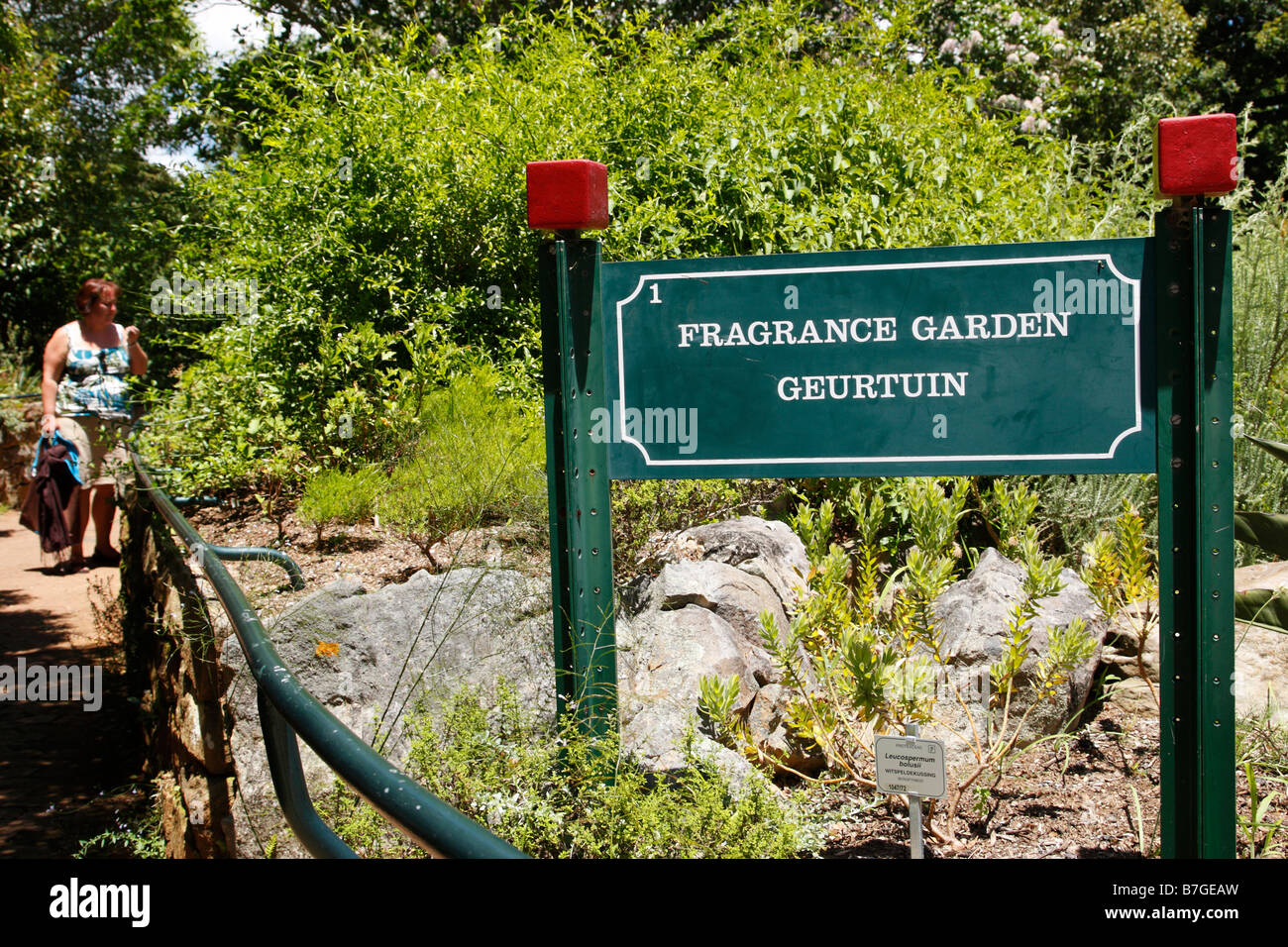 the fragrance garden within kirstenbosch national botanical garden founded in 1913 cape town south africa Stock Photo