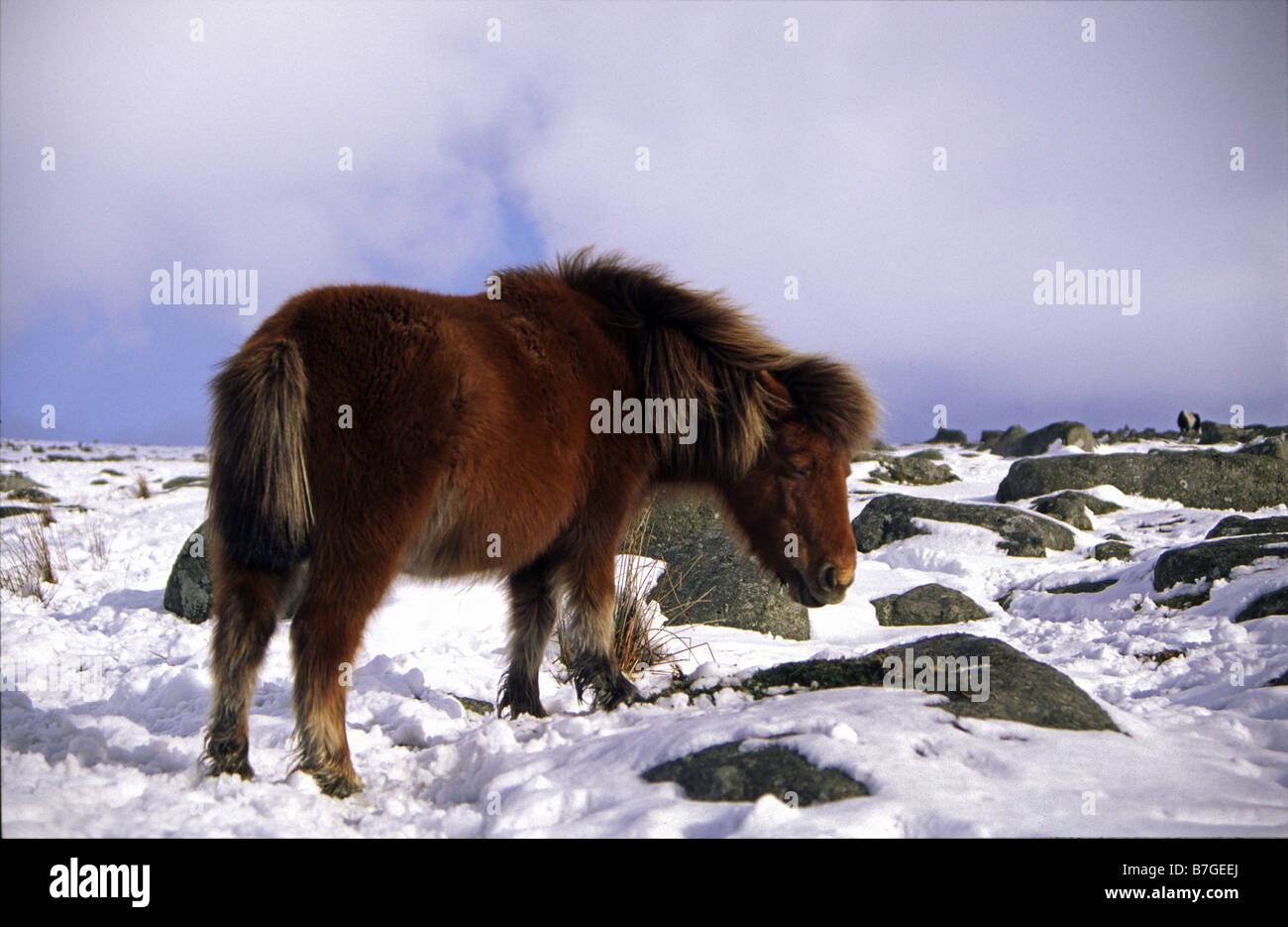 Dartmoor pony in winter snow, Dartmoor, Devon, England Stock Photo Alamy