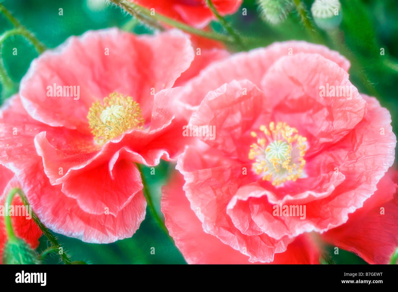 Two Ruffled Red Shirley Poppy Flower with White Edging Stock Photo