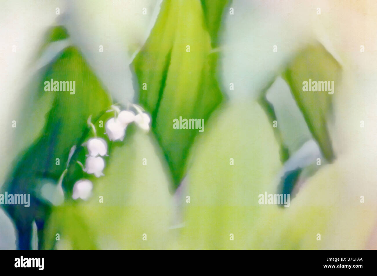 PAinterly Image of White Lily of the Valley Flowers Stock Photo