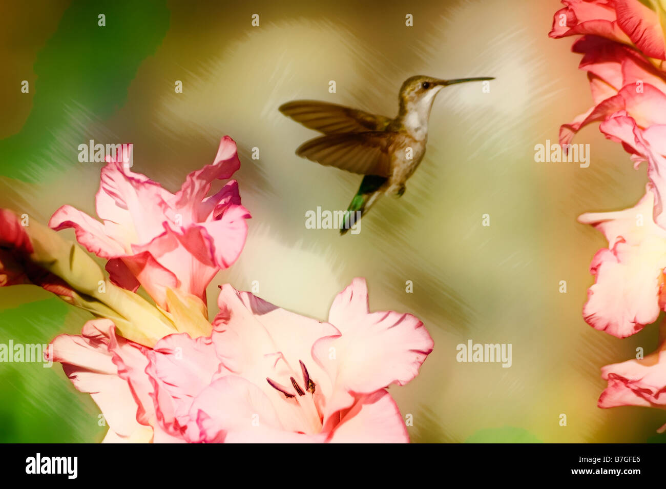 Painterly Image of Hummingbird Feeding on Gladiolus Flowers Stock Photo