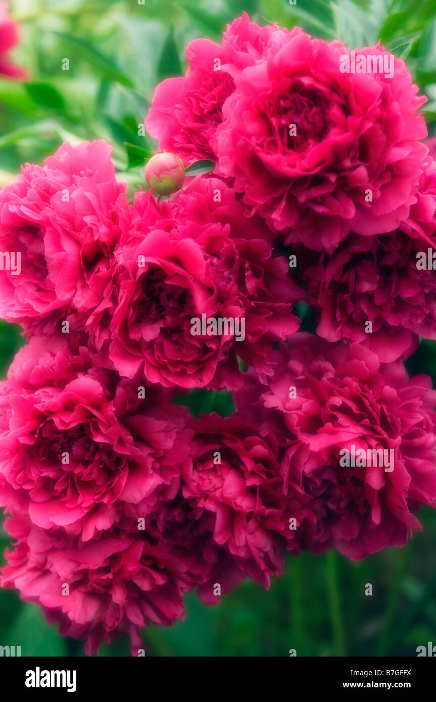 Red Peony Natural Bouquet Stock Photo