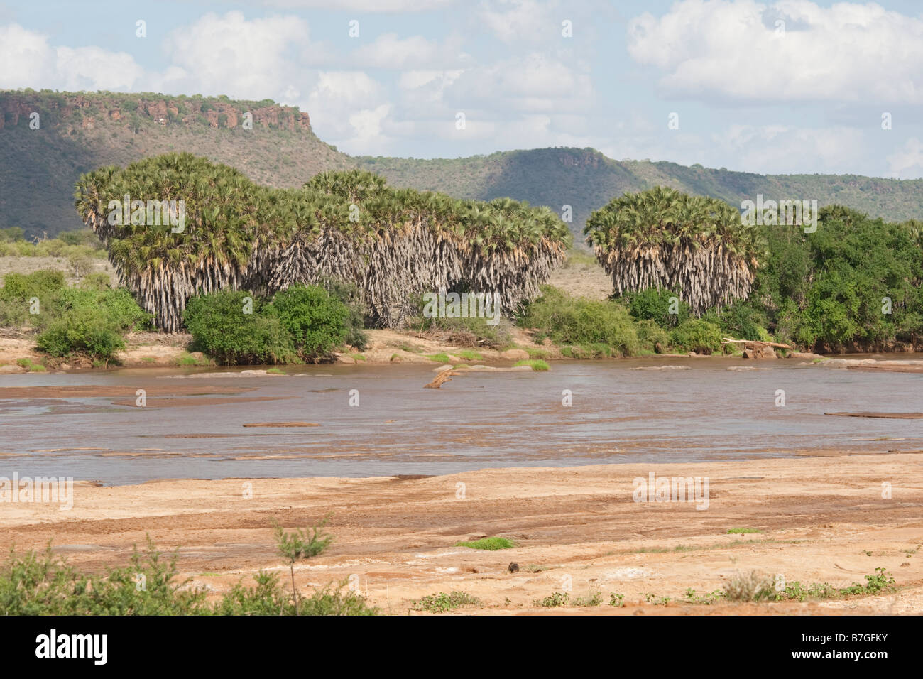 Palm trees Galana River Lugards Falls Tsavo East National Park Kenya