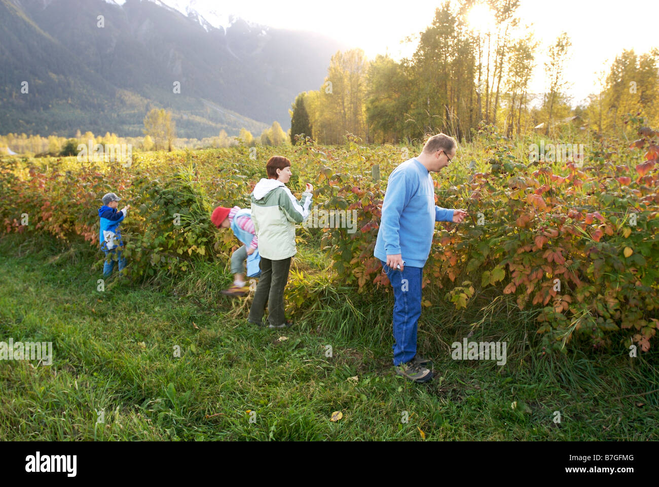 A family picks beries at the North Arm Farm Pemberton British Columbia Canada Stock Photo