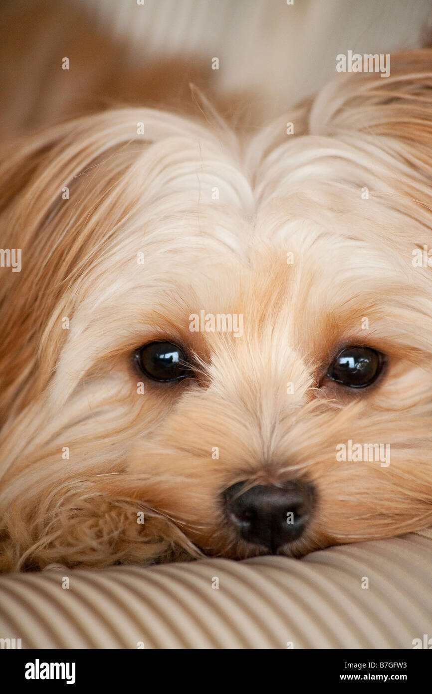 Yorkshire Terrier puppy with sad eyes - portrait Stock Photo