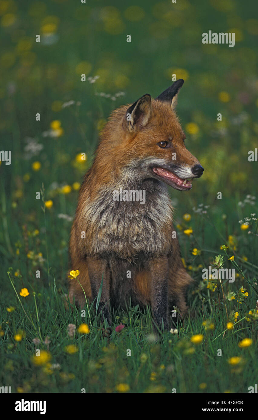 Kit fox macrotis arizona hires stock photography and images Alamy