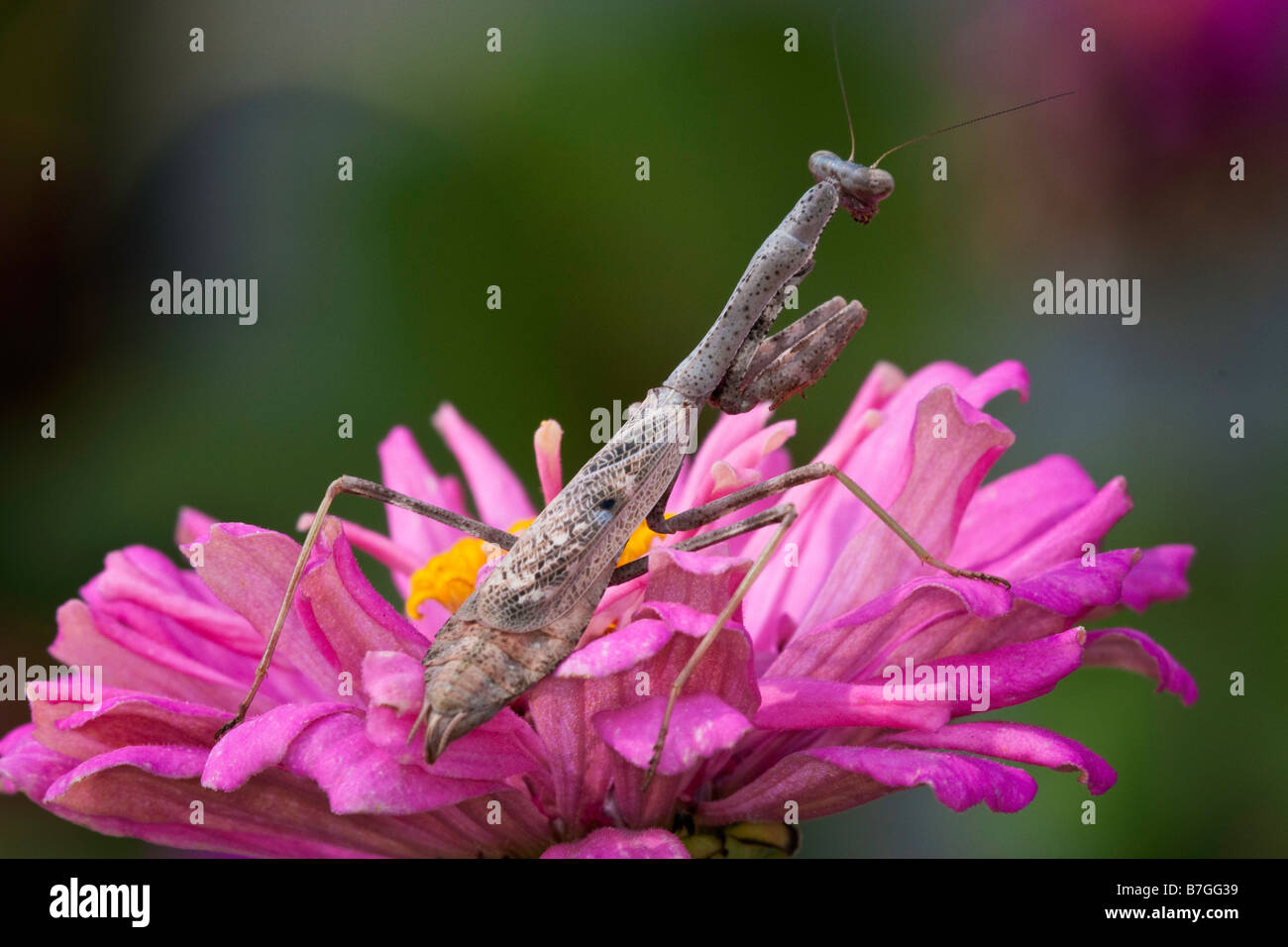 Praying mantis hunting in zinnia flowers Stock Photo