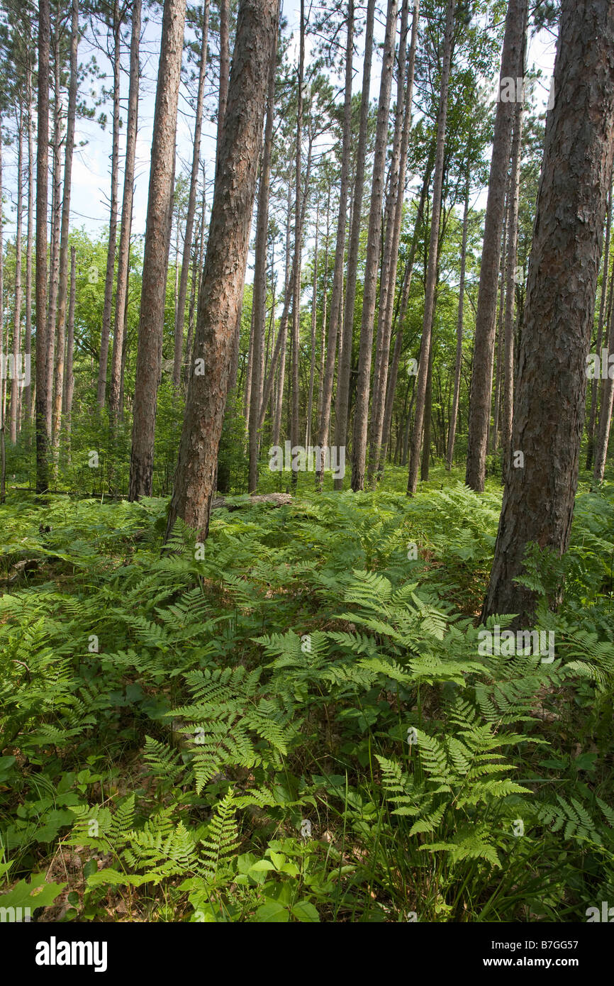 Pinery Woodland vertical: The sun dappled trunks of the park's pines planted in the bracken undergrowth Stock Photo