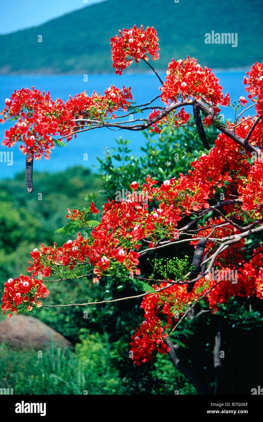 Close Up View of a Red Flower Flamboyan Tree Culebra Puerto Rico Stock Photo