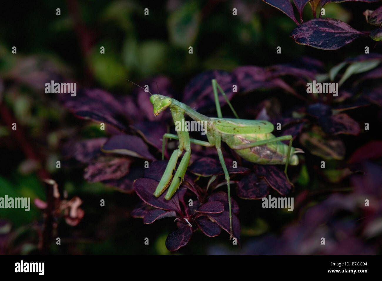 Green phase praying mantis in shrub leaves Stock Photo