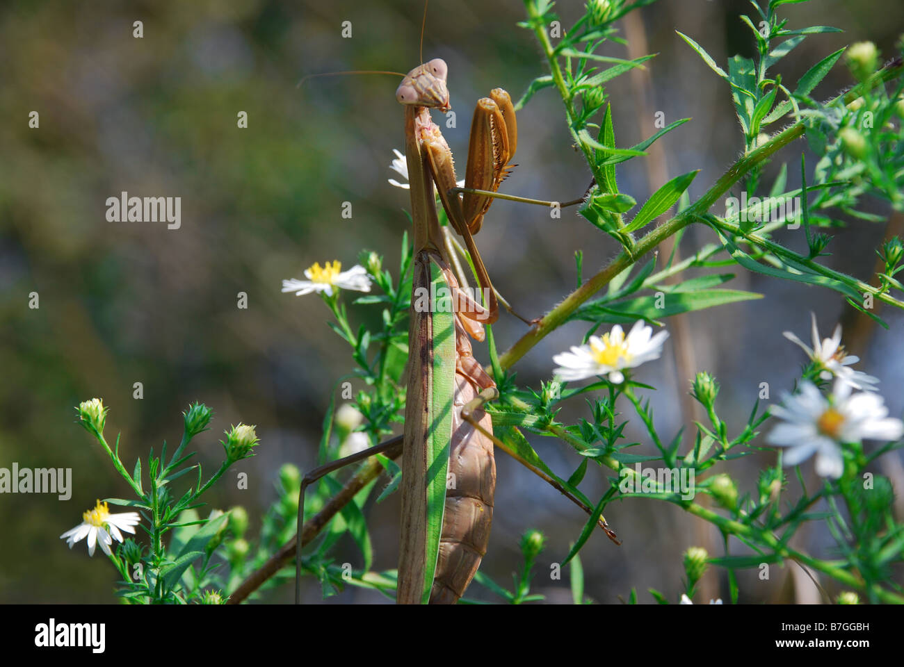 Praying mantis crawling hi-res stock photography and images - Alamy