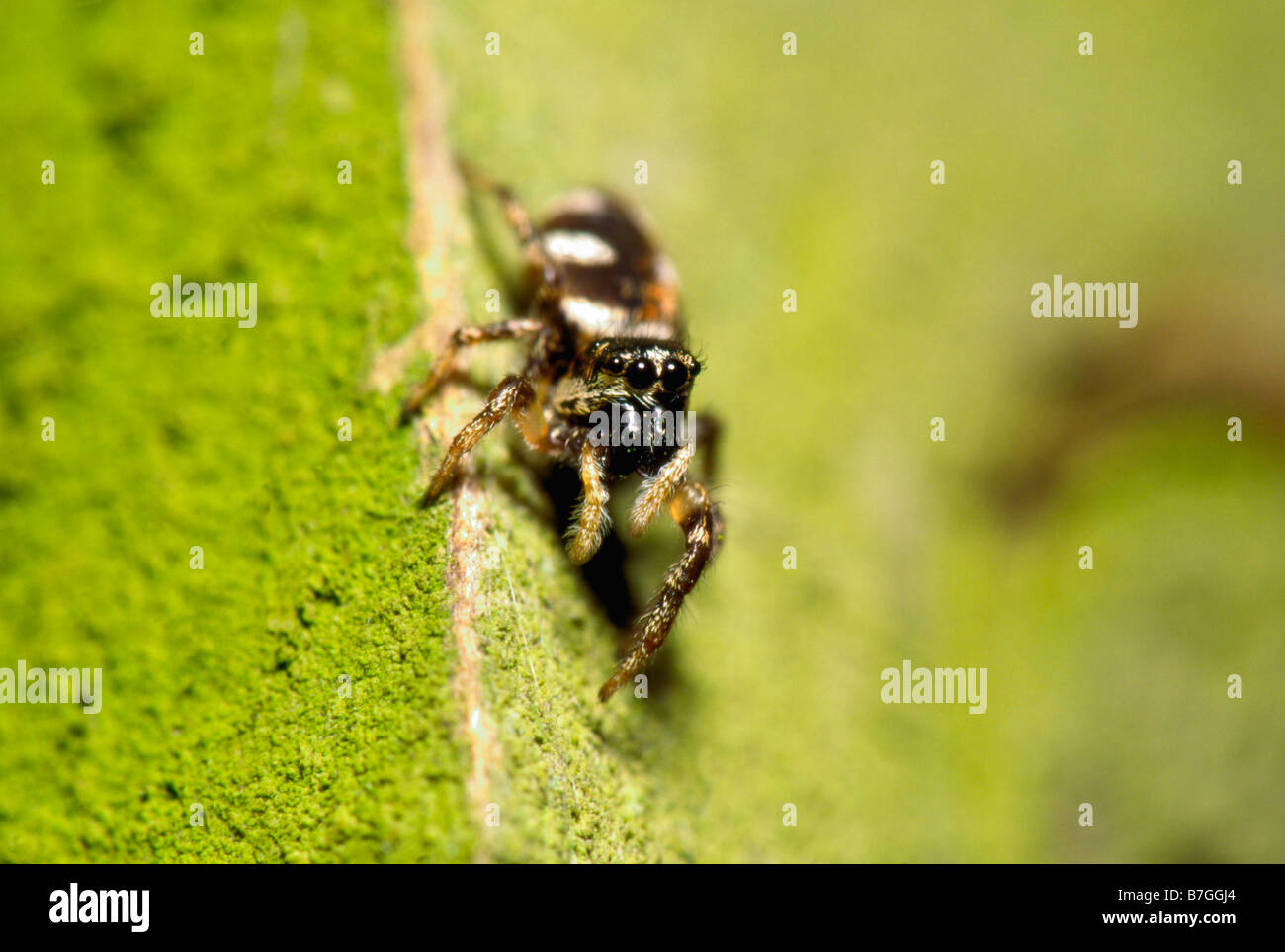 Zebra Spider (Salticus scenicus) Jumping Spider (Salticidae) on fence