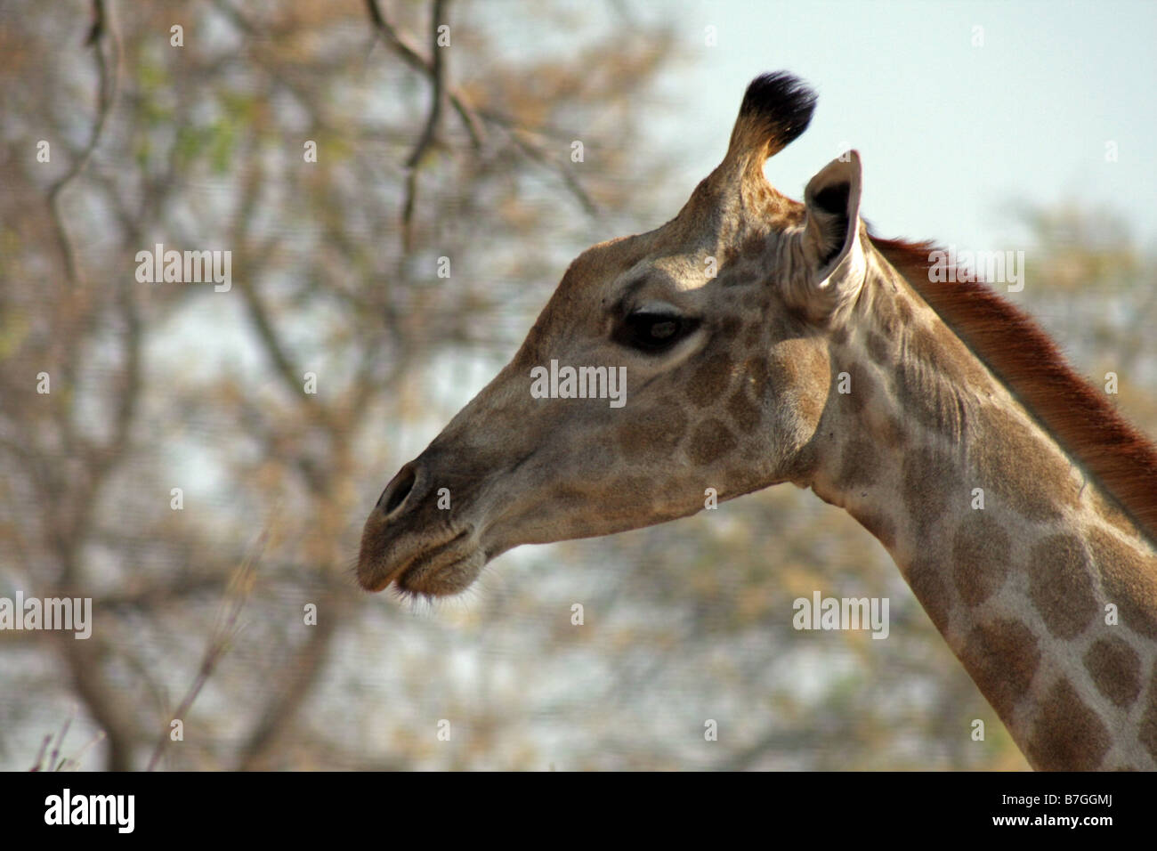 Giraffe in the Linyante Game Reserve, Botswana, Africa. Stock Photo