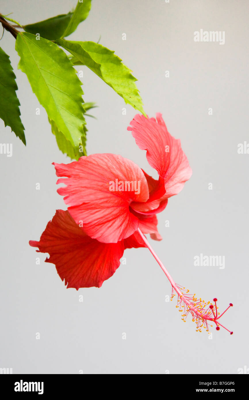 Single red hibiscus flower Stock Photo