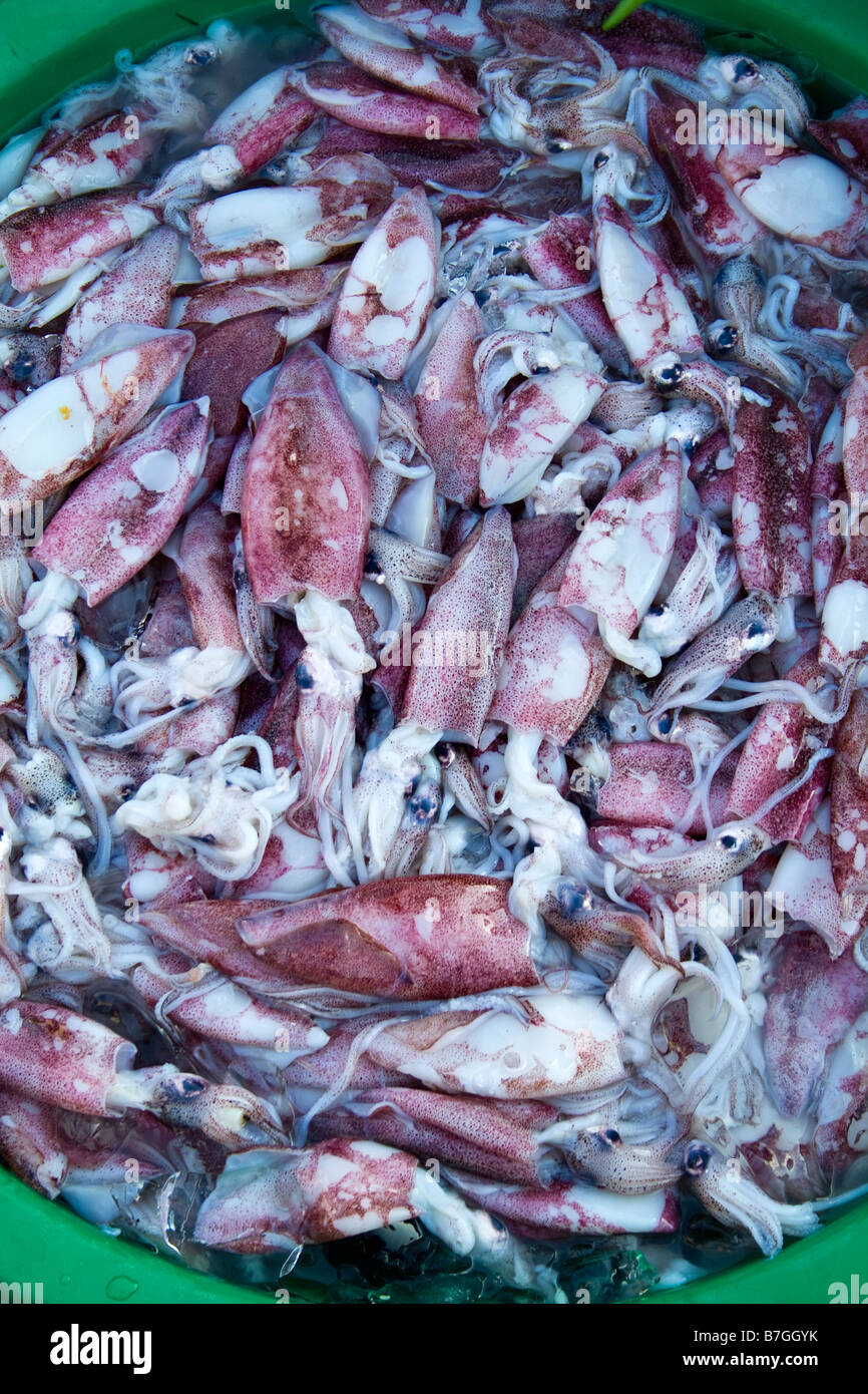Fresh squid sale fish market hi-res stock photography and images - Alamy