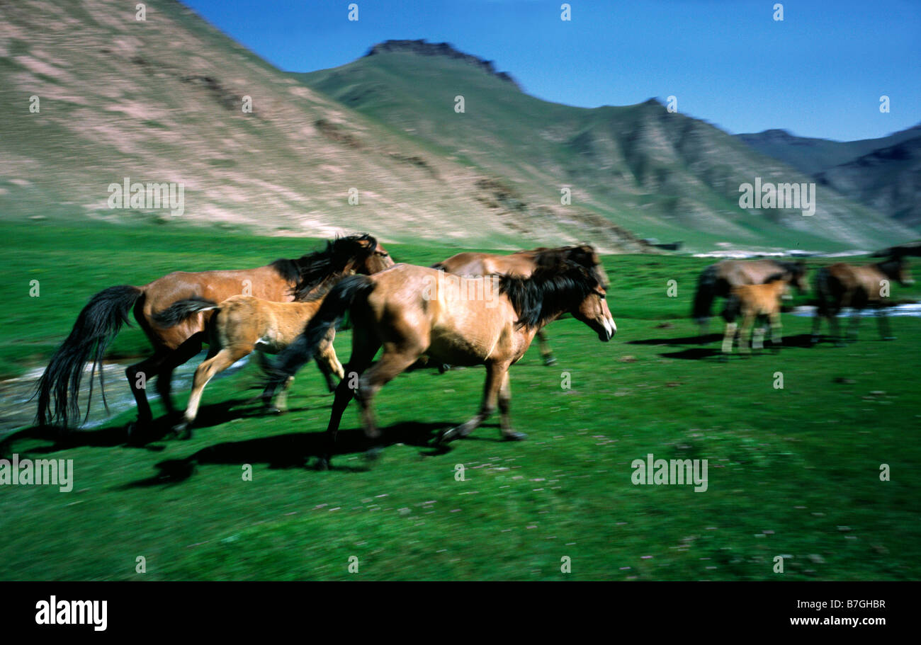 June 20, 2006 - Free roaming feral horses near the Torugart Pass in the Kyrgyz Naryn Oblast. Stock Photo