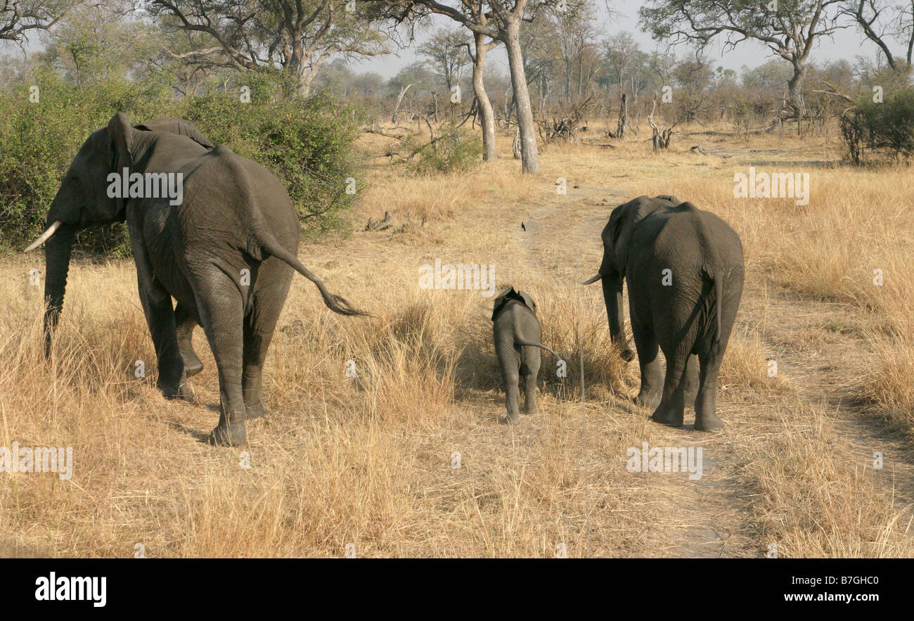 Three elephants on a dirt track in the Linyanti Game Area, Botswana, Africa. Stock Photo