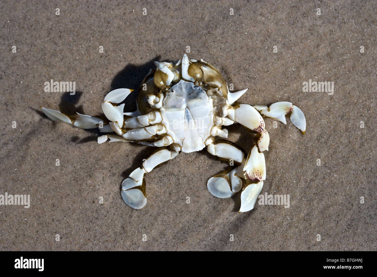 Crustaceans dead hi-res stock photography and images - Alamy