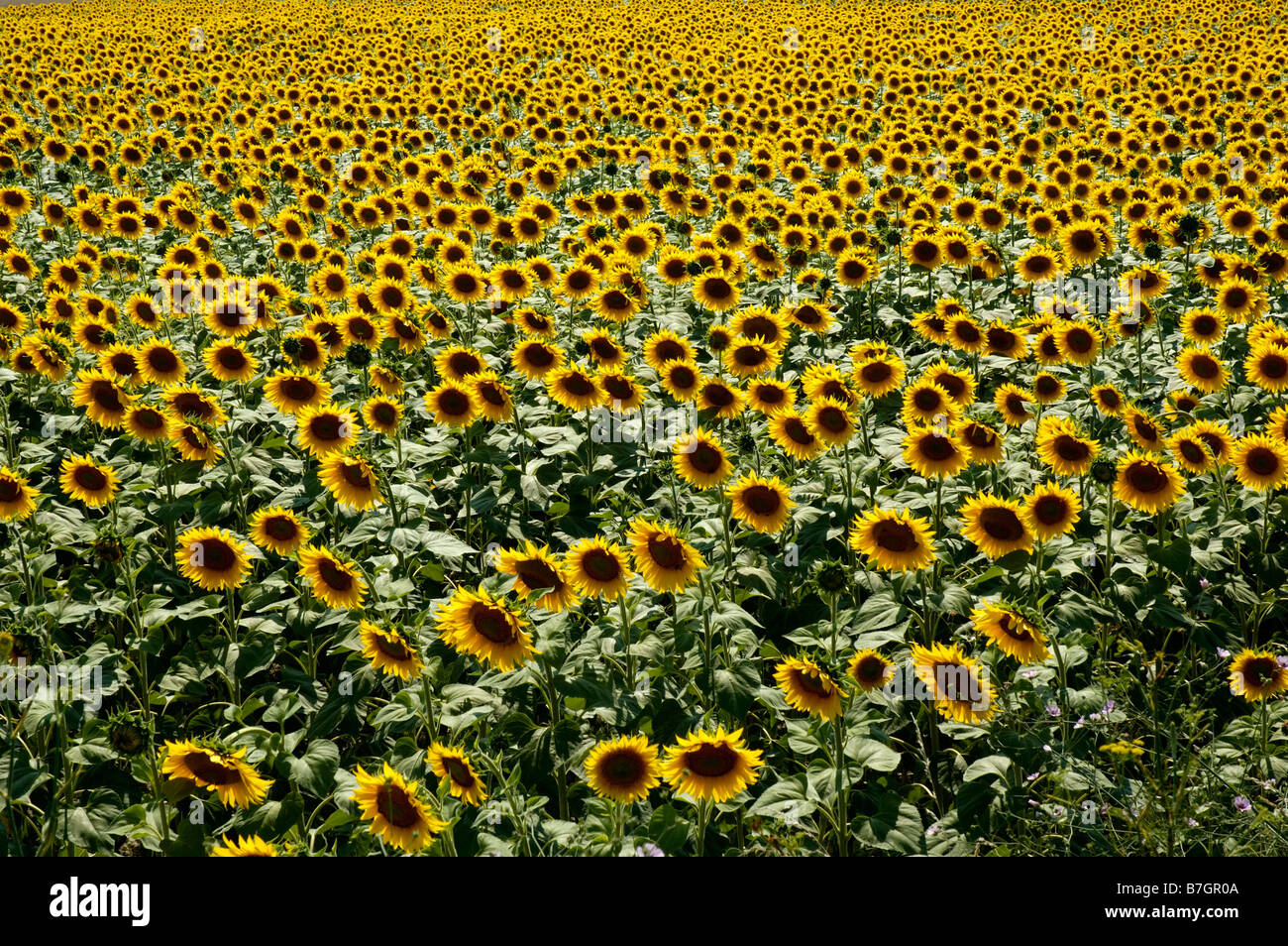 Sunflowers, Summer in France Stock Photo