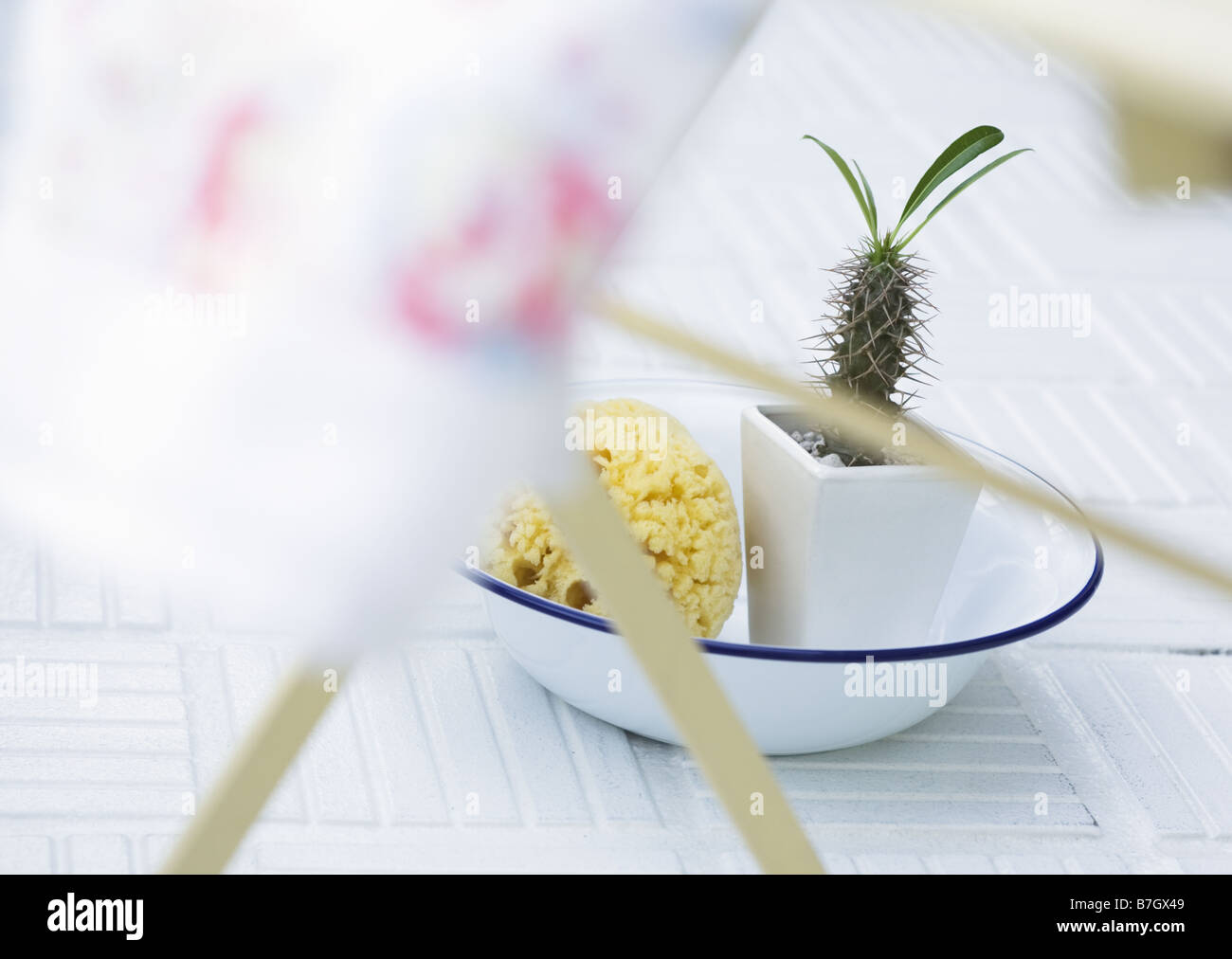 Potted Plants and sponge Stock Photo Alamy