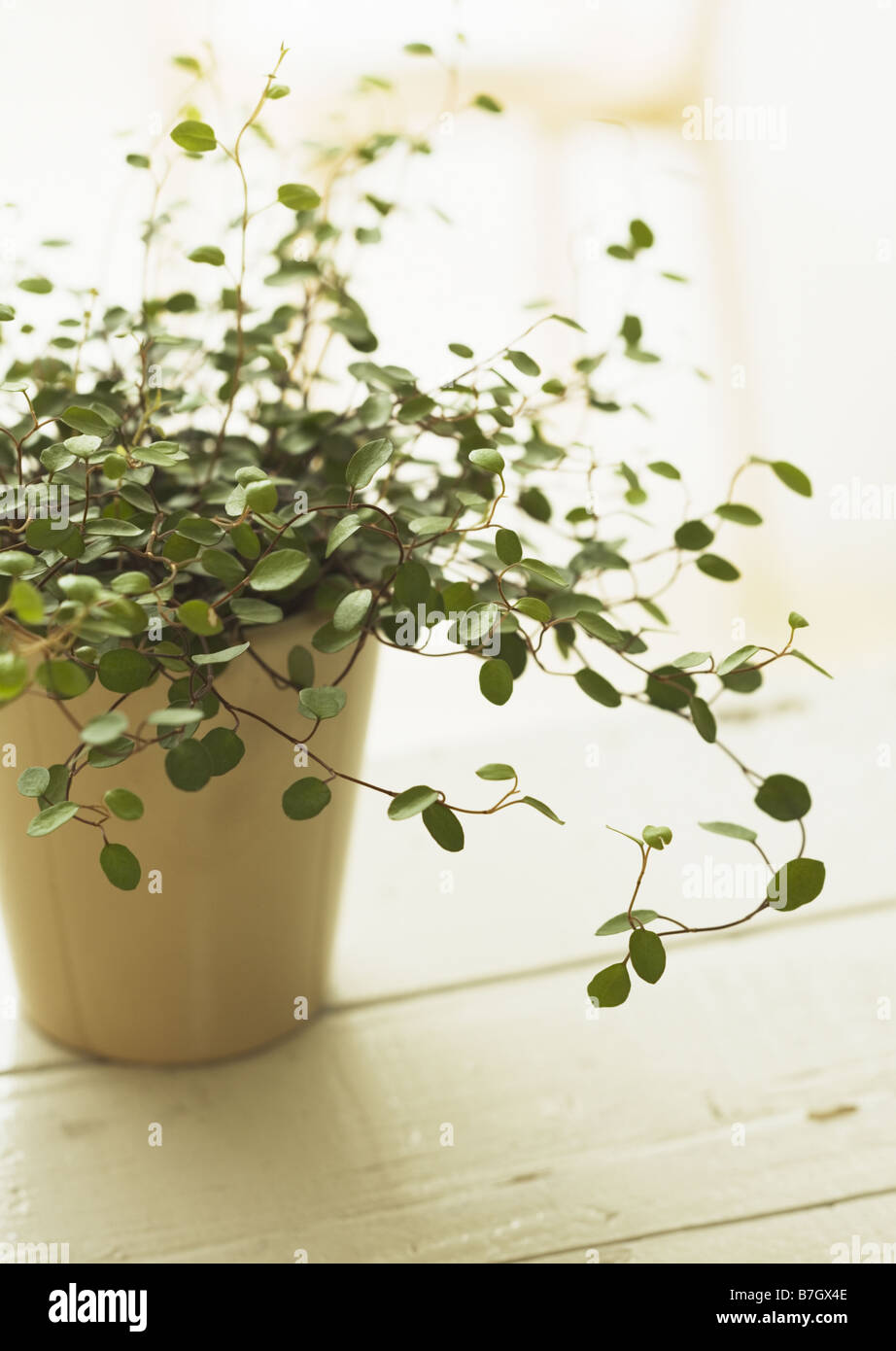 Creeping wire vine Stock Photo Alamy