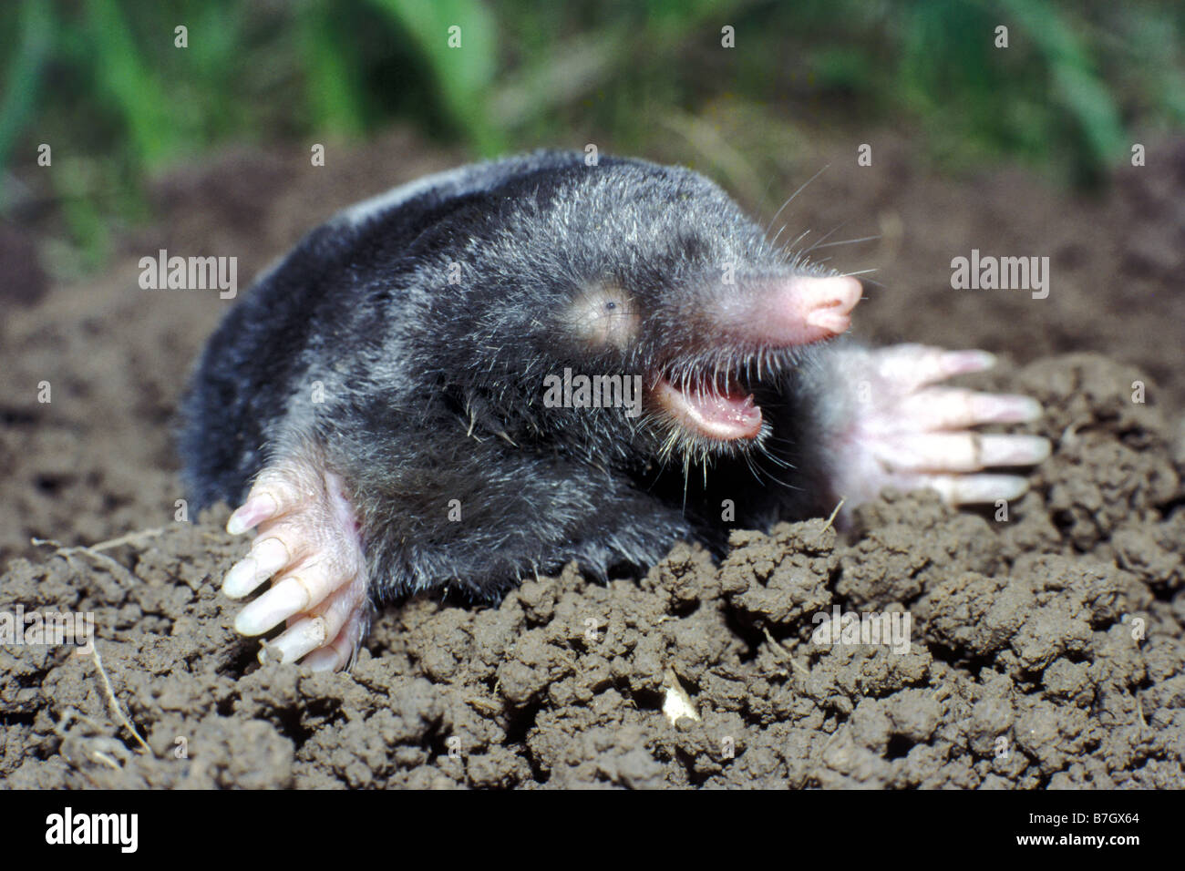 European mole Talpa europaea digging itself out of the ground Stock Photo