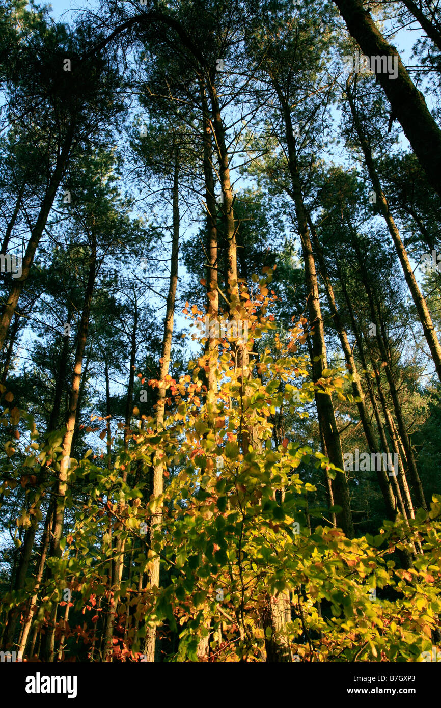 Young trees taken in Macclesfield Forest in Cheshire Stock Photo Alamy