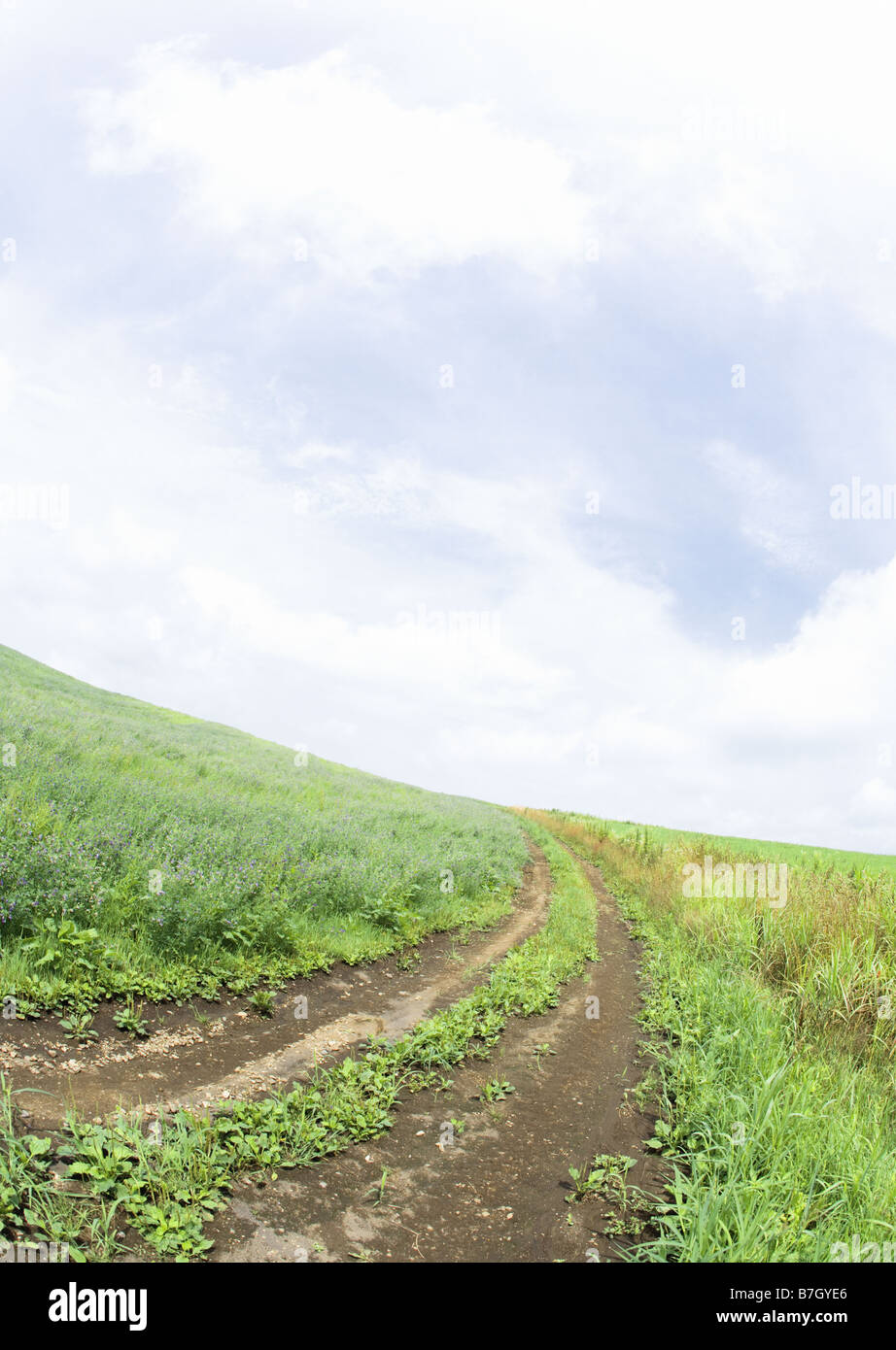 Path In Field Blue sky and the path in field Stock Photo - Alamy