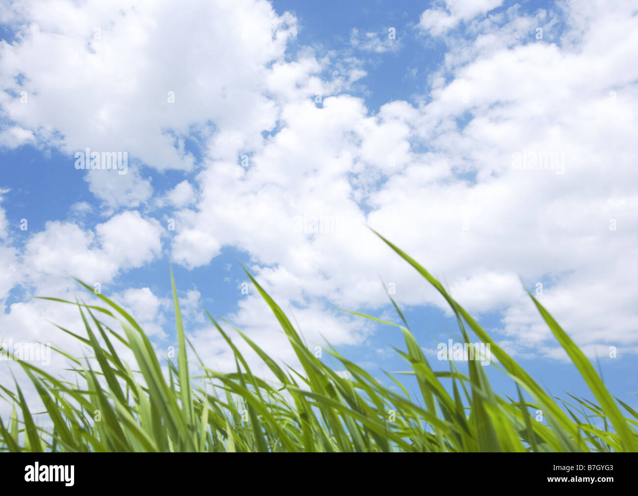 Песня голубое небо зеленая трава. Трава и небо. Фон трава и небо. Фон зеленая трава и небо. Голубое небо и трава.