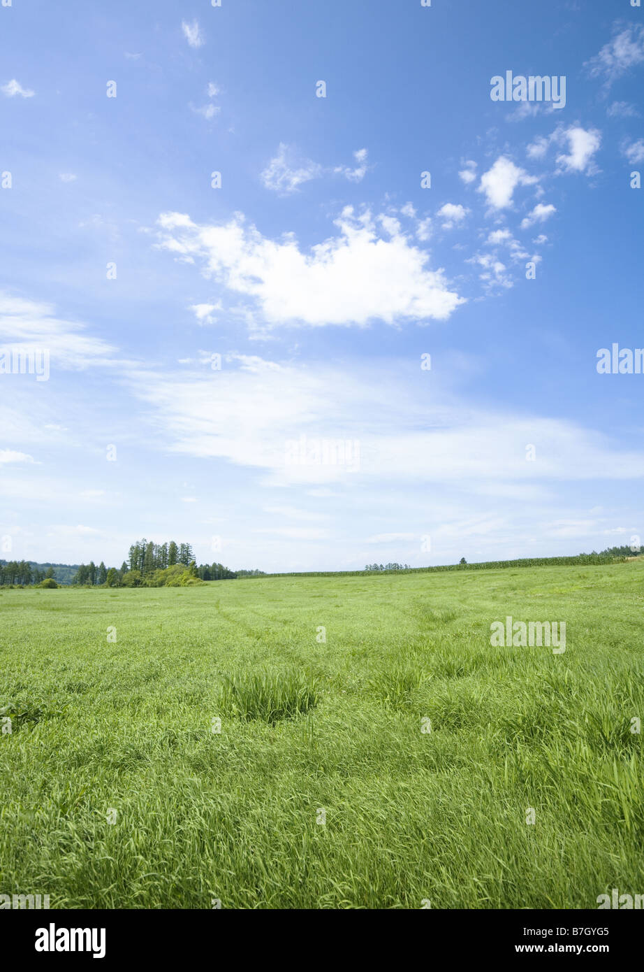 Blue sky and the field of grass Stock Photo - Alamy
