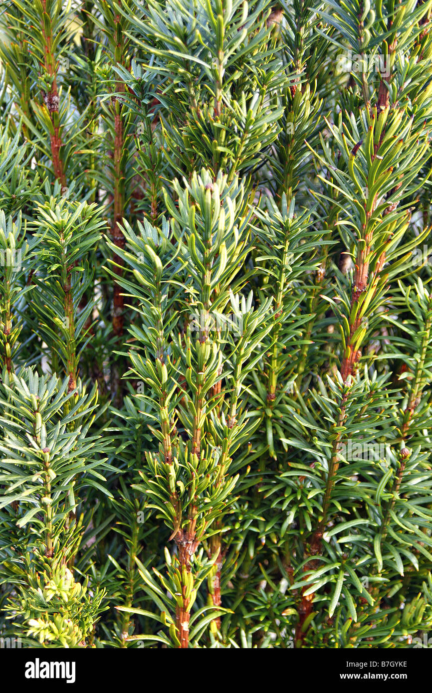 CEPHALOTAXUS HARINGTONII AT RHS ROSEMOOR DEVON Stock Photo