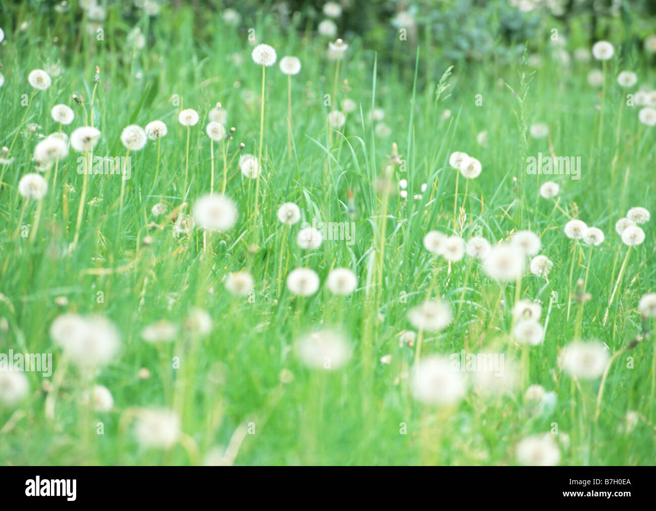 Fluff of a dandelion Stock Photo