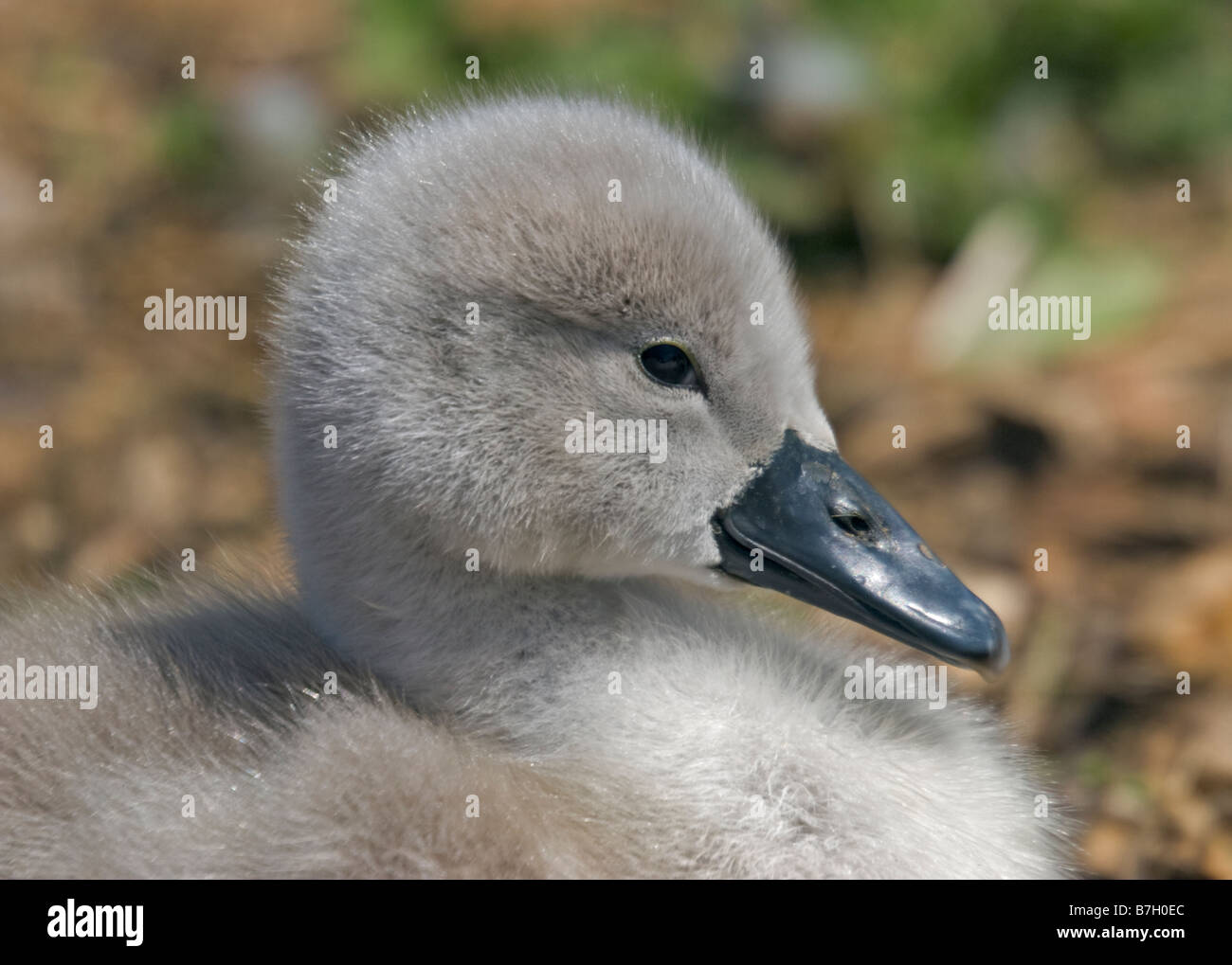 Mute Swan Cygnet (Cygnus olor), UK Stock Photo