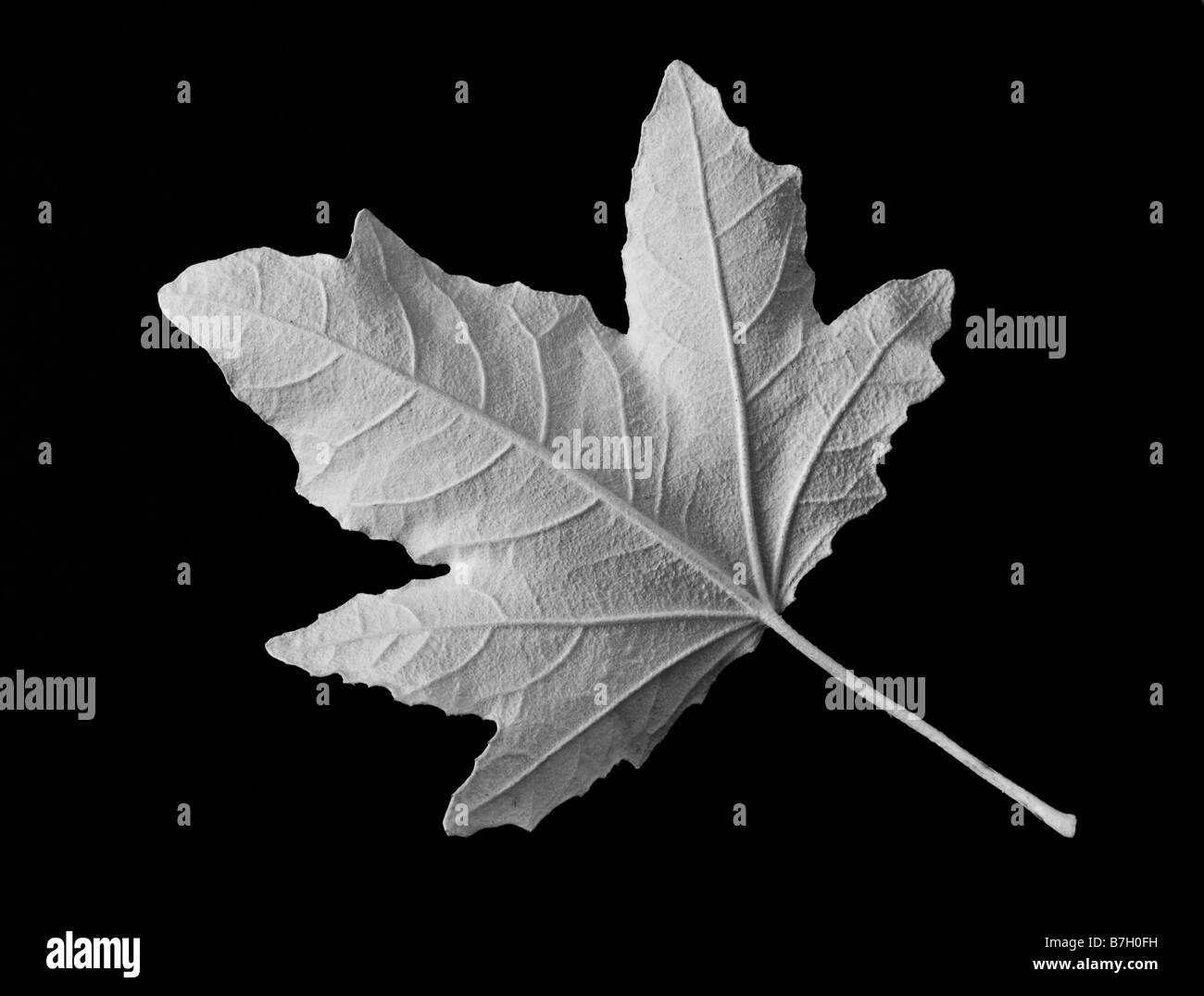 Leaf with stem Black and White Stock Photos & Images - Alamy