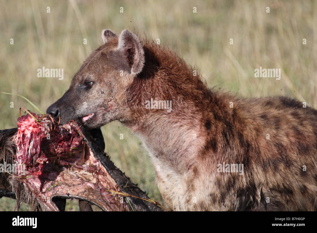 Hyena with Lunch Stock Photo