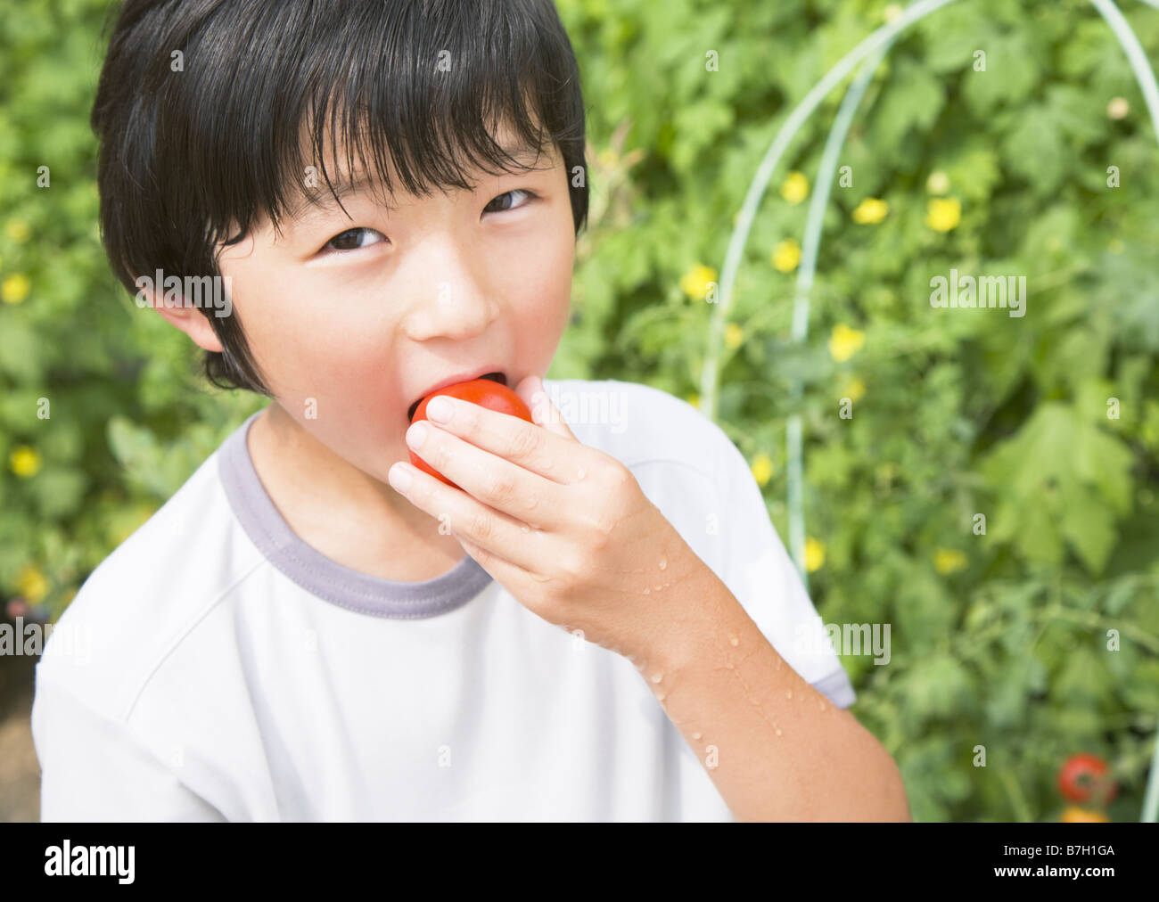 Elementary school boy eating tomato Stock Photo - Alamy