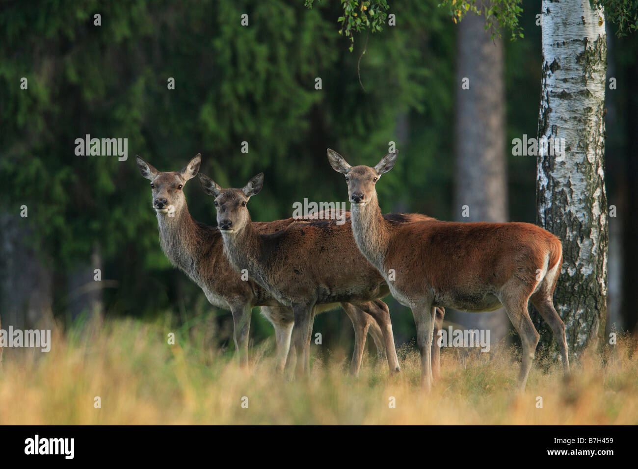 Red Deer (Cervus elaphus), group of females (hinds) Stock Photo