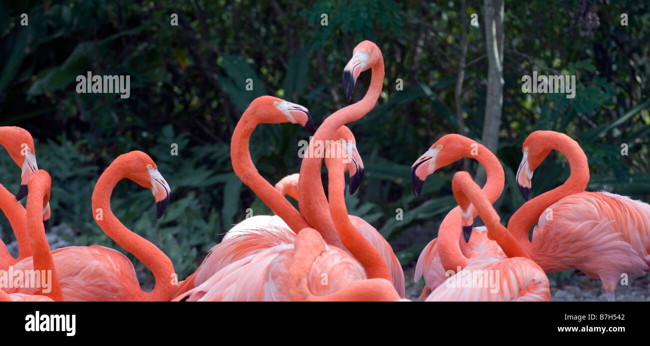 flamingos Stock Photo