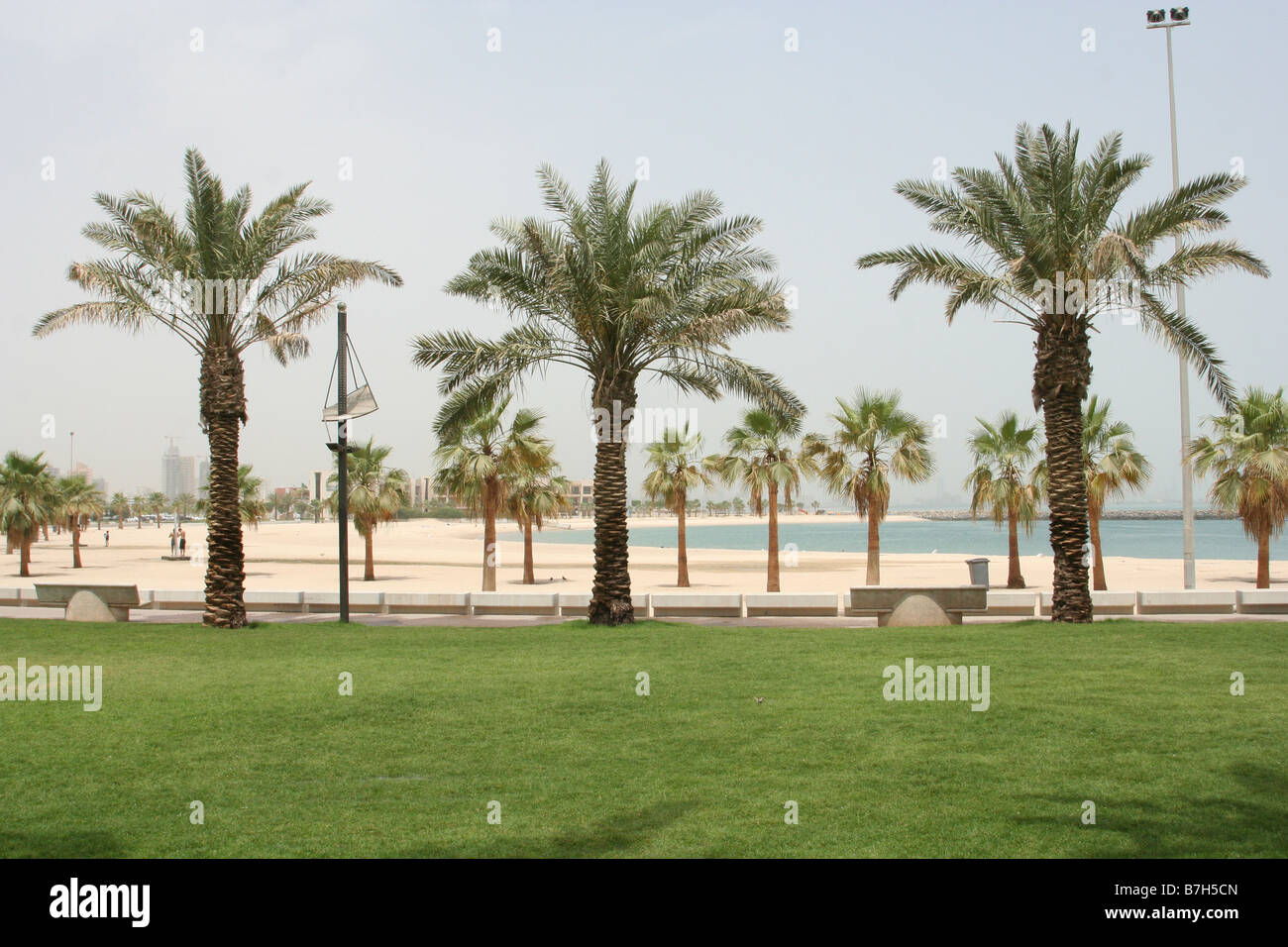 Kuwait pulm tree beach Stock Photo Alamy