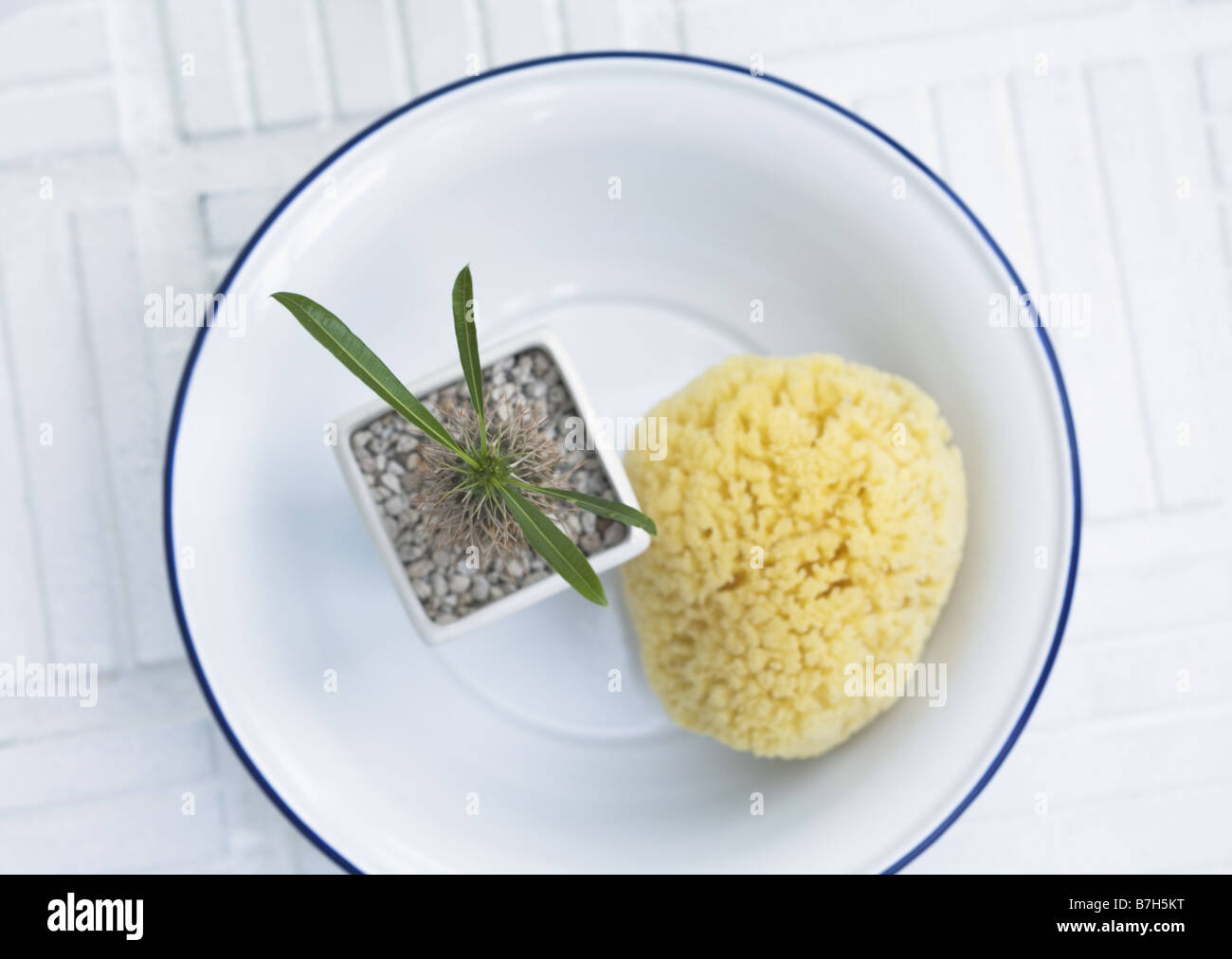 Potted Plants and sponge Stock Photo Alamy