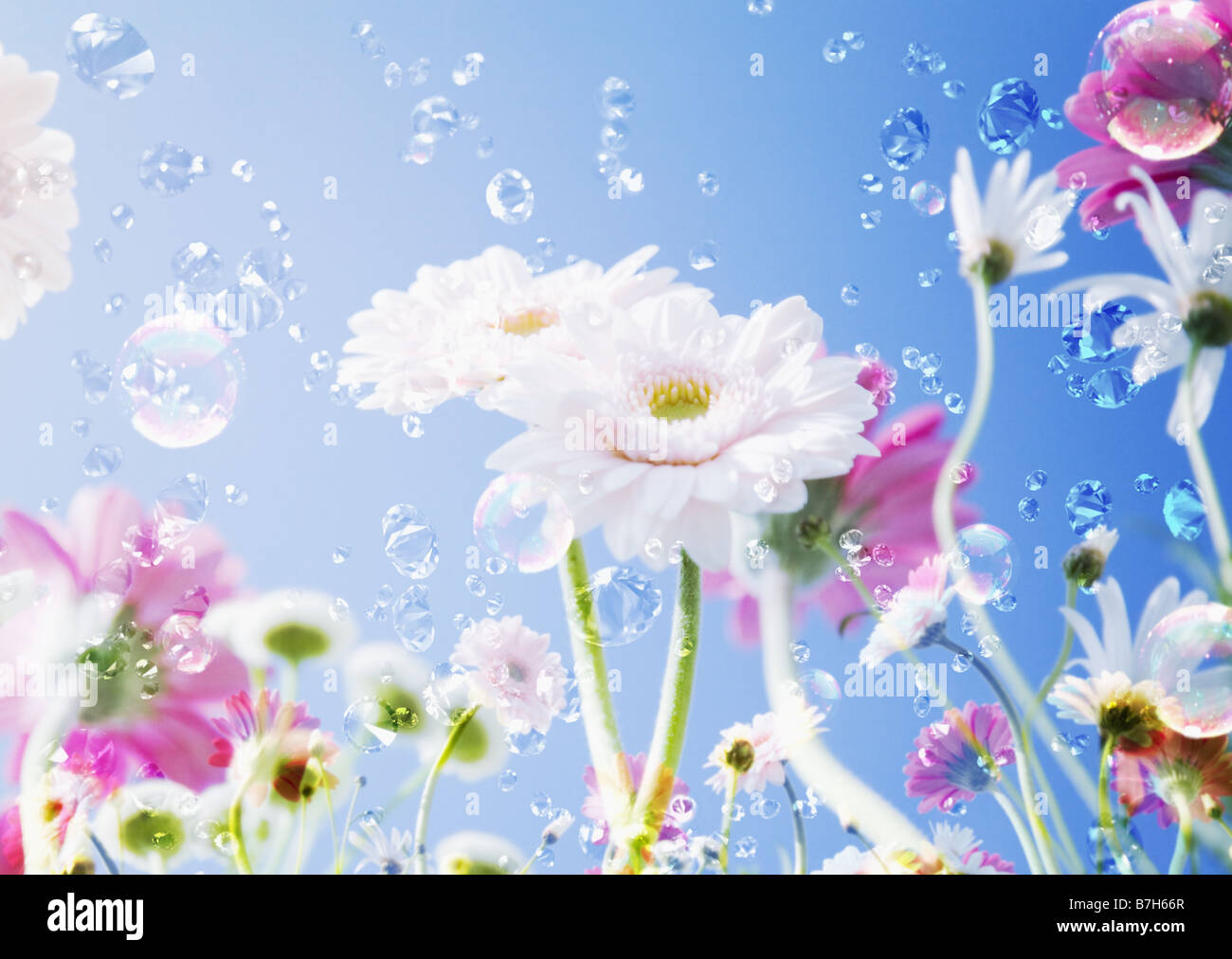 Chamomile frame on light hi-res stock photography and images - Alamy