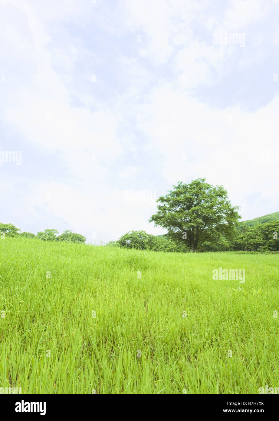 Blue sky and field of grass Stock Photo - Alamy