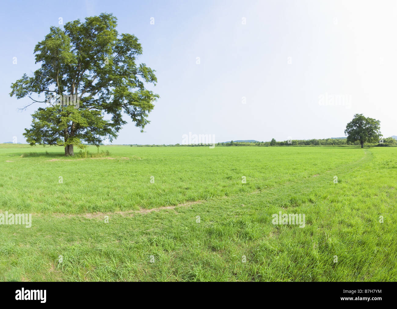 Blue sky and field of grass Stock Photo - Alamy
