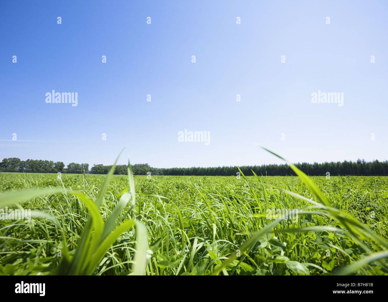 Blue sky and the field of grass Stock Photo - Alamy