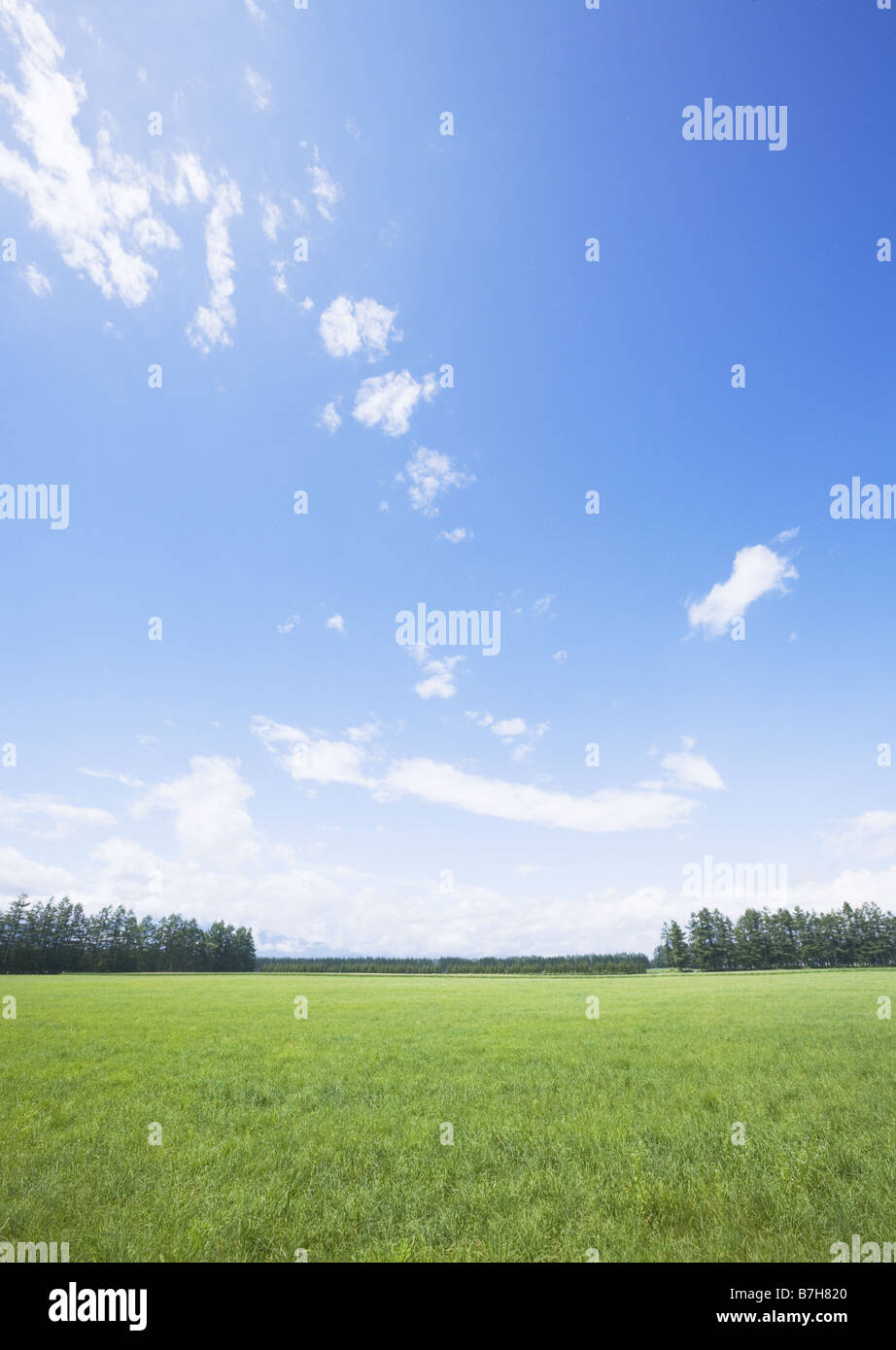 Blue sky and the field of grass Stock Photo - Alamy